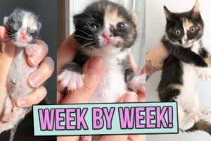 Learn How Baby Kittens Grow: 0-8 Weeks!