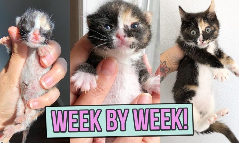 Learn How Baby Kittens Grow: 0-8 Weeks!