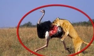 Leopard and ostrich real fight lion vs ostrich | Animal Fights, Battle | 2017 HD