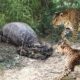 Leopard vs Big Python Snake Real Fight | Leopard Wild Big Battle - Most Amazing Wild Animal Attacks
