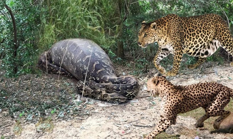 Leopard vs Big Python Snake Real Fight | Leopard Wild Big Battle - Most Amazing Wild Animal Attacks