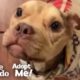 Let’s Find This Once Malnourished Pittie the Perfect Family! | The Dodo Adopt Me!