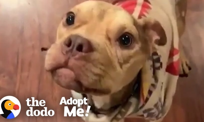 Let’s Find This Once Malnourished Pittie the Perfect Family! | The Dodo Adopt Me!