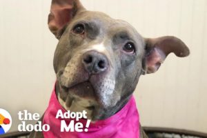 Let’s Help This Pittie Find A Home After 7 Years In The Shelter | The Dodo Adopt Me!