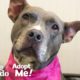 Let’s Help This Pittie Find A Home After 7 Years In The Shelter | The Dodo Adopt Me!