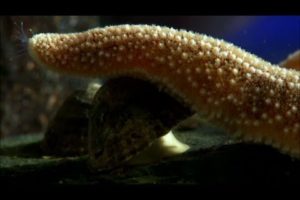 Limpet fights off a starfish - The Secret Life of Rock Pools - Preview - BBC Four