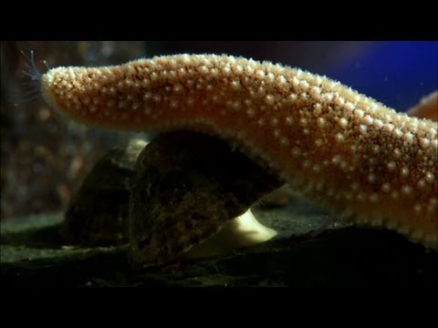 Limpet fights off a starfish - The Secret Life of Rock Pools - Preview - BBC Four