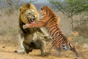 Lion VS Tiger - Tiger VS Lion - Aspin