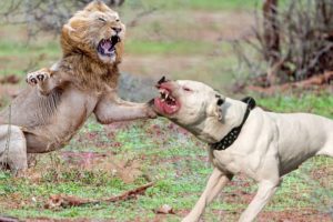 Lion Vs Pitbull Real Fight Video - Pitpull Attack Lions - Animals Fight
