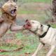 Lion Vs Pitbull Real Fight Video - Pitpull Attack Lions - Animals Fight