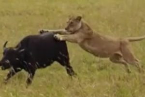 Lion attacking buffalo - Moments Of Wild Animal Fights