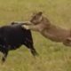 Lion attacking  buffalo - Moments Of Wild Animal Fights