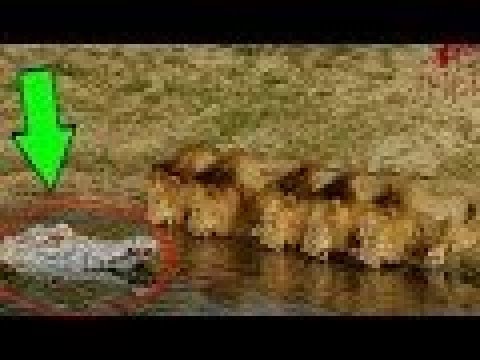 Lion vs Leopard   Most Amazing Moments Of Wild Animal Fights   Wild Discovery Animals 2018