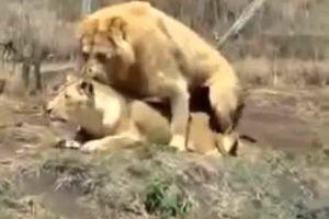 Lions Fight Lioness vs Lion Best animals fights  with wild 2016 animals lion tiger bear attack