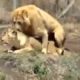 Lions Fight Lioness vs Lion Best animals fights  with wild 2016 animals lion tiger bear attack
