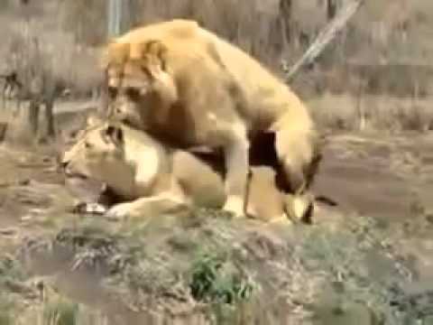 Lions Fight Lioness vs Lion Best animals fights with wild 2016 animals lion tiger bear attack