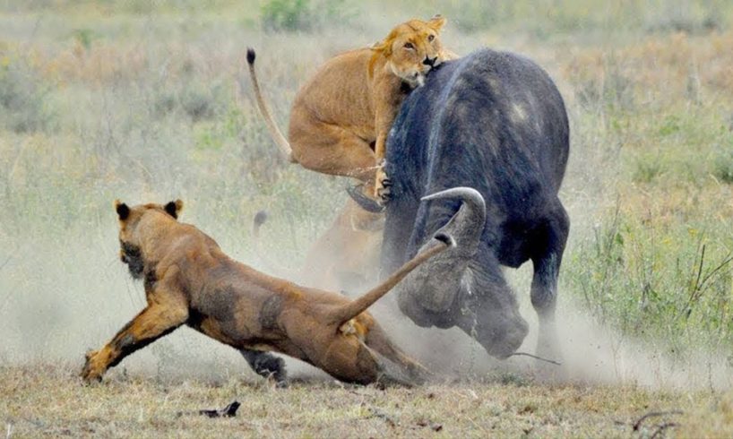Lions Hunting | Lion vs Buffalos, Hyenas, Rhino, Zebra, Warthog |  Wild Animals Fight To The Death