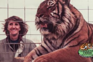 Lions, Tigers, Bears and More are Rescued by Turpentine Creek Wildlife Refuge