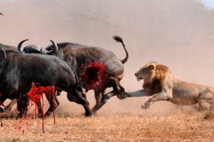 Lions attack african buffalo - Wild animals fights to death - Epic compilation 23.07.2016