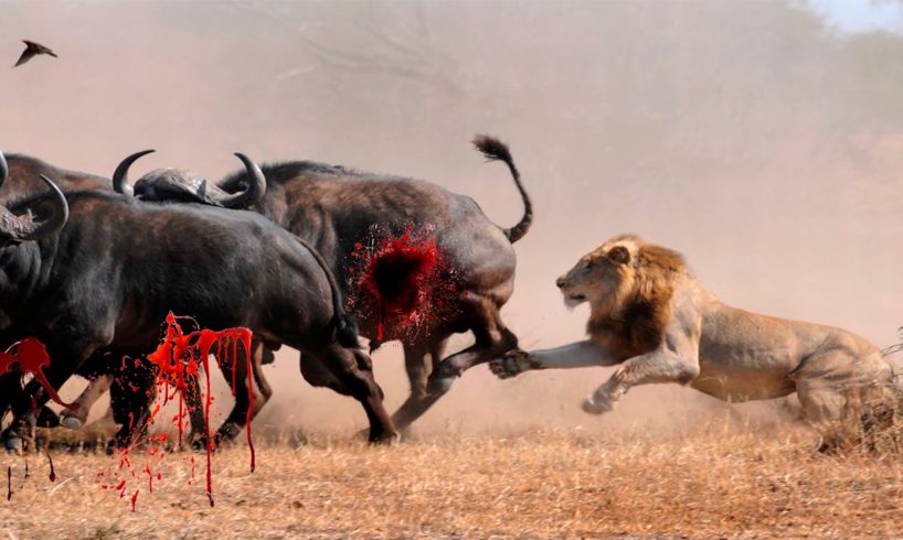 Lions attack african buffalo - Wild animals fights to death - Epic compilation 23.07.2016