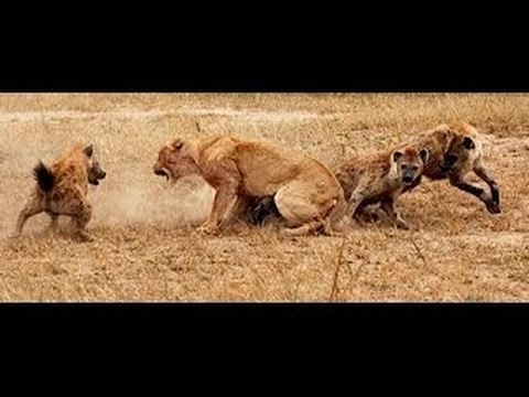 Lions vs Hyenas - Eternal Enemies - Animal Fight [Metamorphosis Documentary]