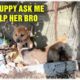 Little Puppy Asking Me For Help To Save Her Brother - Rescue A Trapped Dog
