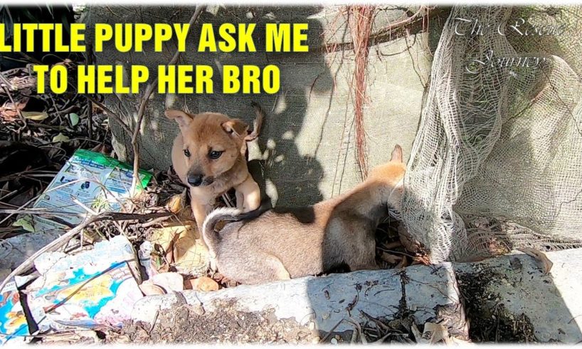Little Puppy Asking Me For Help To Save Her Brother - Rescue A Trapped Dog
