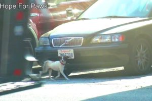 Little dog abandoned by the airport.  When we called the owner, he denied it's his dog!