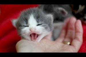 Little kittens meowing and talking - Cute cat video