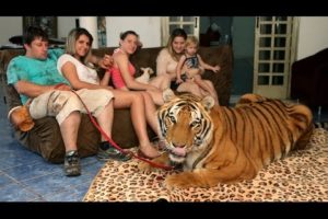 Living With Tigers: Family Share Home With Pet Tigers