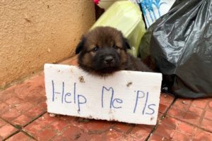 Lonely Puppy Waits On Street For Someone | Who Can Take Him Home
