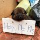 Lonely Puppy Waits On Street For Someone | Who Can Take Him Home
