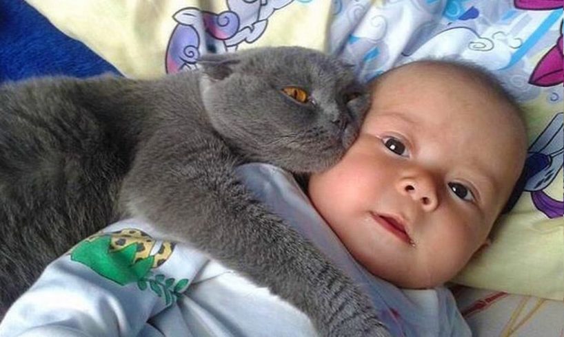 MOST Crazy Cats Annoying Babies, If You Laugh You Lose Challenge, Funny Cats Videos by Animals TV