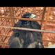 MOST INSPIRING ANIMAL RESCUES - Eagle build stranded iron frame Saving Animals Lives