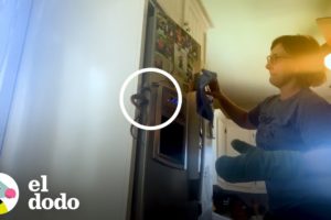 Madre aterrorizada encuentra culebra detrás del refrigerador | El Dodo