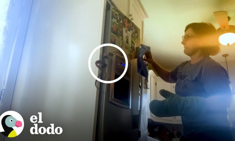 Madre aterrorizada encuentra culebra detrás del refrigerador | El Dodo