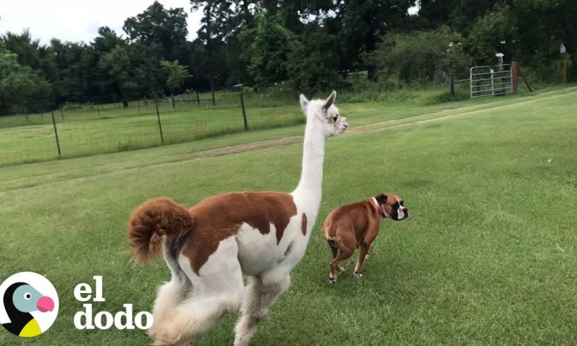 Maggie la Boxer VS Annie la Alpaca | El Dodo