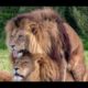 Male King Lions Fight  2019 |  Amazing Wild Animals Attacks - Wild Animal Fights Caught On Camera