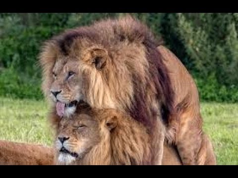Male King Lions Fight  2019 |  Amazing Wild Animals Attacks - Wild Animal Fights Caught On Camera