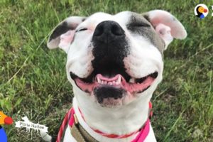 Mama Pit Bull Rescued by Family Who Drives Across The Country To Adopt Her | The Dodo Pittie Nation