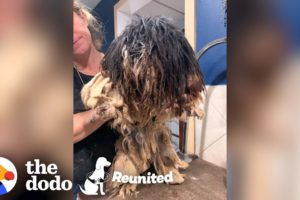 Matted Dog Gets a Makeover then Reunites with Her Puppies! | The Dodo Reunited Season 2