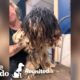 Matted Dog Gets a Makeover then Reunites with Her Puppies! | The Dodo Reunited Season 2