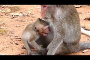Million Crying Loudly Baby Janet monkey | Baby Feeding Milk Mother Break Feeding | Painful No Catch