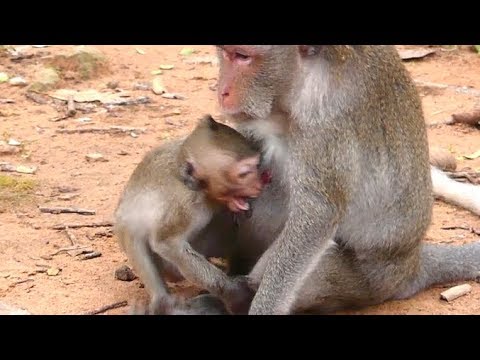 Million Crying Loudly Baby Janet monkey | Baby Feeding Milk Mother Break Feeding | Painful No Catch