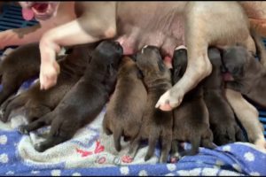 Mom Pitbull Dog Giving Birth To 8 Cute Puppies