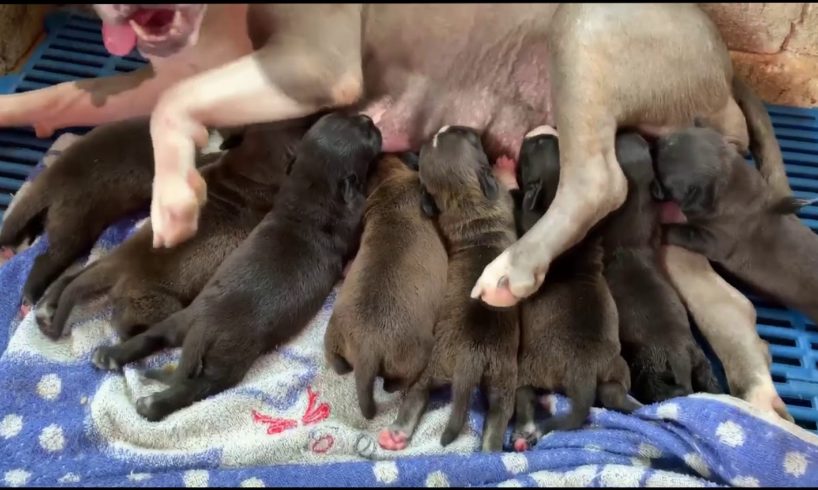 Mom Pitbull Dog Giving Birth To 8 Cute Puppies