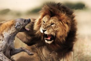 Moments Of Wild Animal Fights Lions Kill Hyena - Hyenas Attack  Antelope