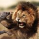 Moments Of Wild Animal Fights Lions Kill Hyena - Hyenas Attack  Antelope