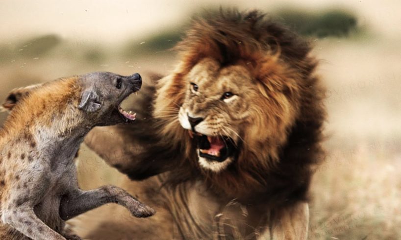 Moments Of Wild Animal Fights Lions Kill Hyena - Hyenas Attack  Antelope
