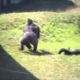More Crazy Animal Fights To The Death Raw Power Unleashed